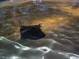 [Photo of a bat ray]