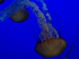 [Photo of sea nettles]
