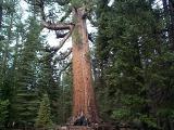 [Photo of Grizzly Giant]