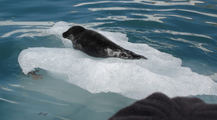 [Photo of seal]