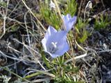 [Photo of campanula gieseckiana (Gieseck's bellflower)]