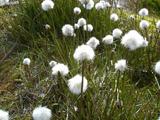 [Photo of eriophorum scheuchzeri (cottongrass)]