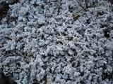 [Photo of flora]