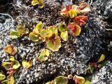 [Photo of salix herbacea (dwarf willow)]