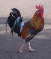[Photo of a rooster]
