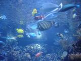 [Photo of tropical fish]