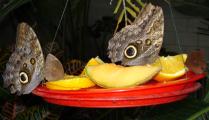 [Butterflies eating]