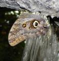 [Owl butterfly in front of a waterfall]