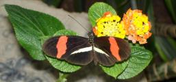 [Postman butterfly on a flower]