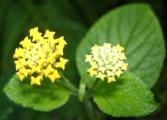 [Small yellow flower]