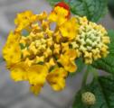 [Small yellow flower]