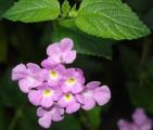 [Small lavender flower]