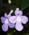 [Small lavender flower]