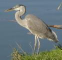 [Photo of a heron in Victoria Park]