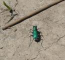 [Photo of a Six-spotted Tiger Beetle]