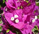 [Photo of flower]