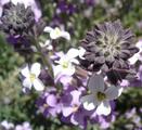 [Photo of a Teide Wallflower]