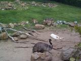 [Photo of emu]