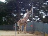 [Photo of giraffes]