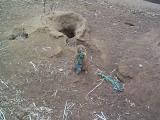 [Photo of prairie dog]