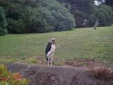 [Photo of stork]