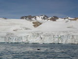 [Photo of seal and glacier]