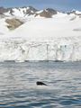 [Photo of seal and glacier]