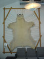 [Photo of Kulusuk Airport polar bear]