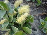 [Photo of flora]