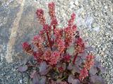 [Photo of oxyria digyna (mountain sorrel)]