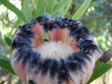 [Photo of protea]