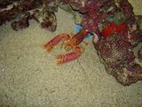 [Photo of a spiny lobster]