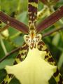 [Photo of a flower at Hana Tropicals]