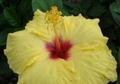 [Photo of a hibiscus flower at Kaumahina State Wayside]