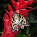 [Butterfly on a red flower]