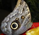 [Owl butterfly eating]