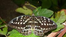 [Butterfly on a leaf]