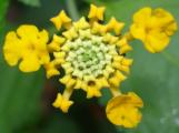 [Small yellow flower]