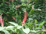 [Garden]