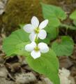 [Photo of a flower in the forest around Hilton Falls]