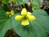 [Photo of a flower in the forest around Hilton Falls]