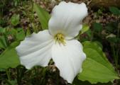 [Photo of a white trillium on the trail to Hilton Falls]