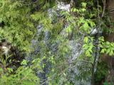 [Photo of Hilton Falls]