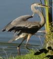 [Photo of a heron in Victoria Park]