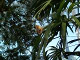 [Photo from the Butterfly Conservatory]