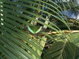 [Photo from the Butterfly Conservatory]
