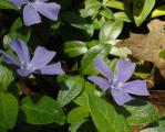 [Photo of flowers along the trail]