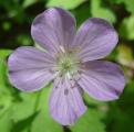 [Photo of flowers along the trail]