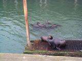 [Sea lions photo]