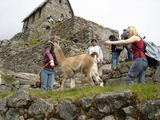 [Photo of girl chasing llama]